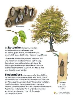 Kleinformatige Bild- und Lehrtafel: Rotbuche und Fledermäuse